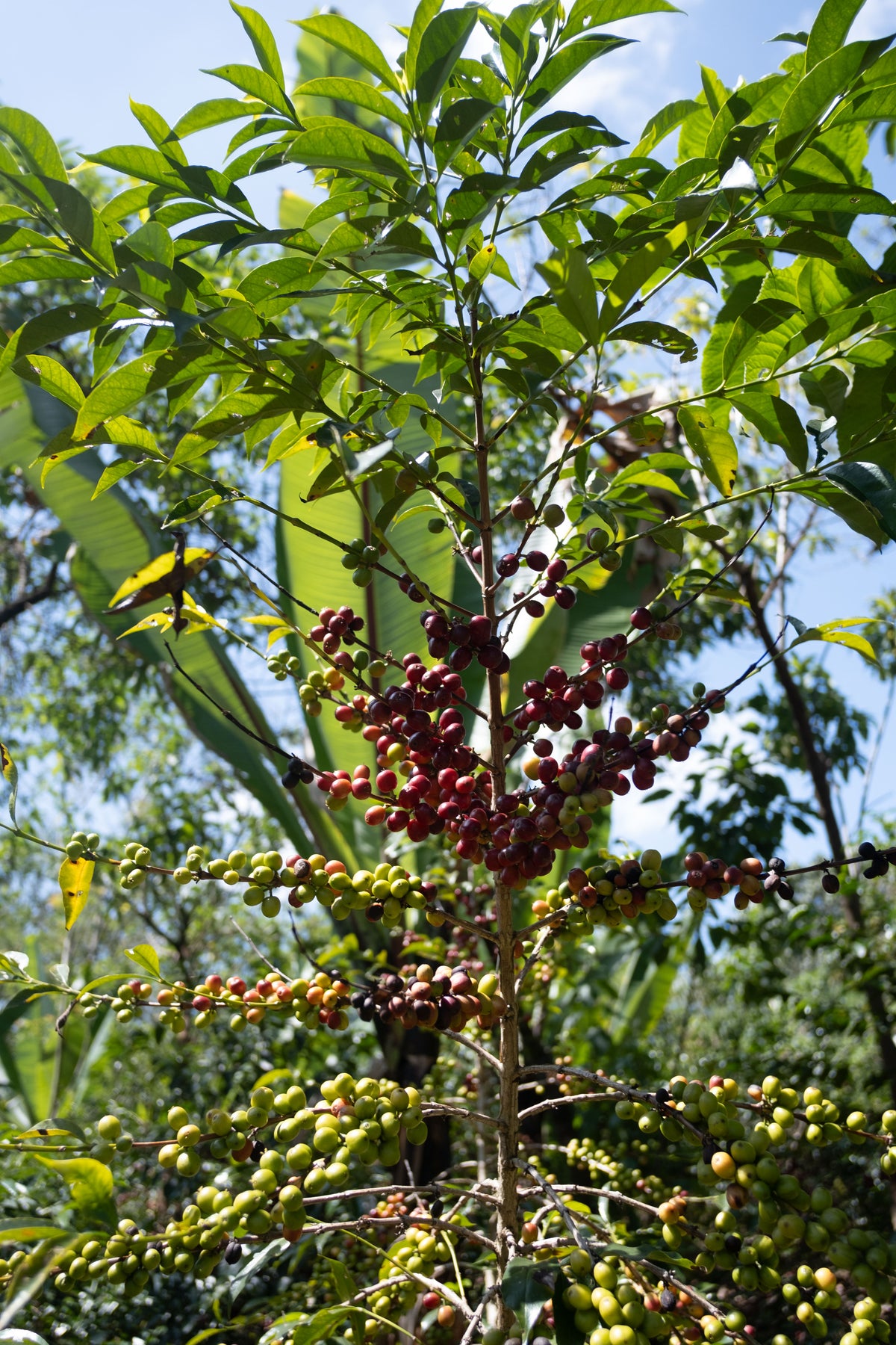 Kaffeepflanze Trabocca Ethiopia