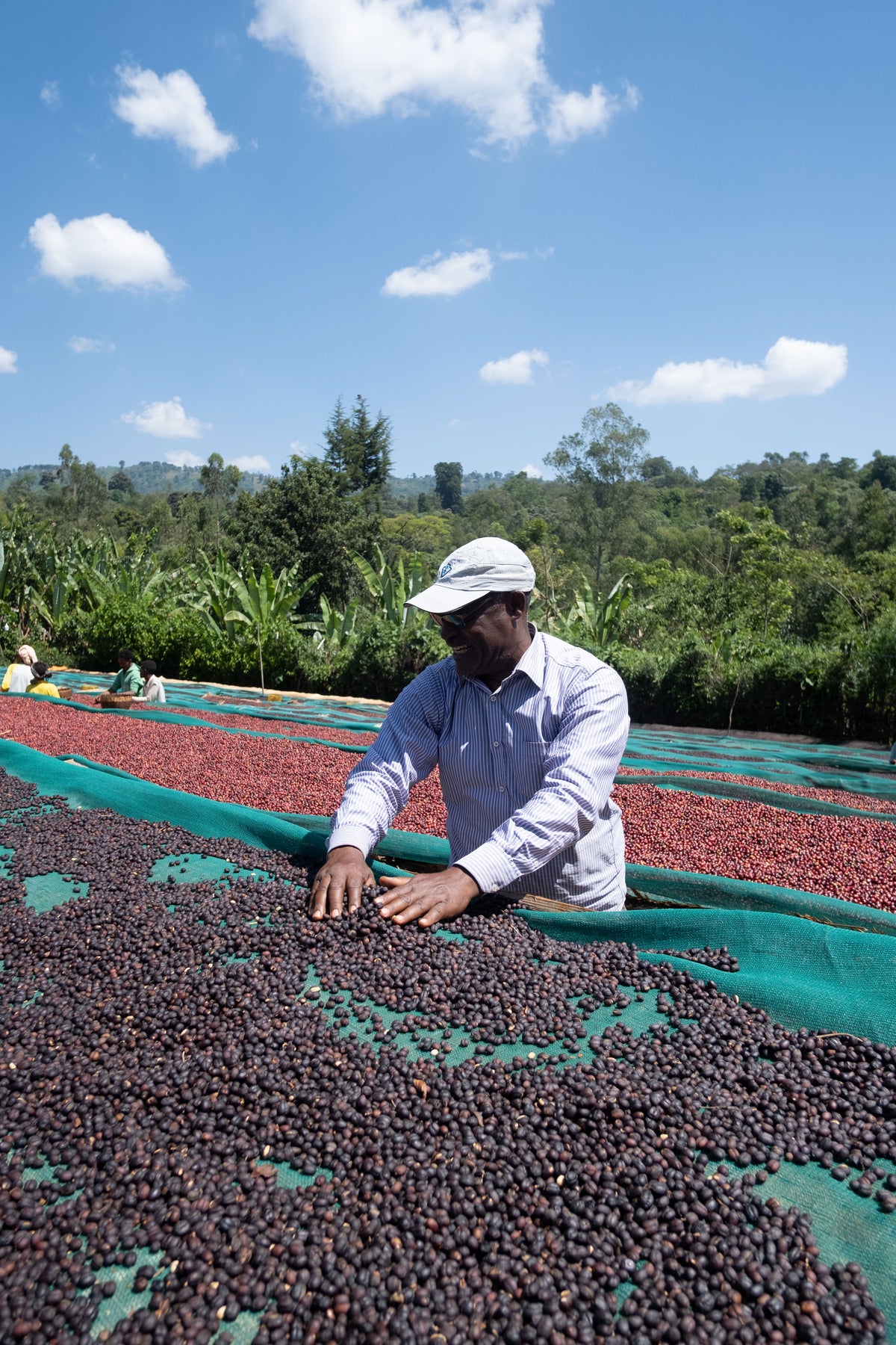 Kaffeeernte Trabocca Ethiopia