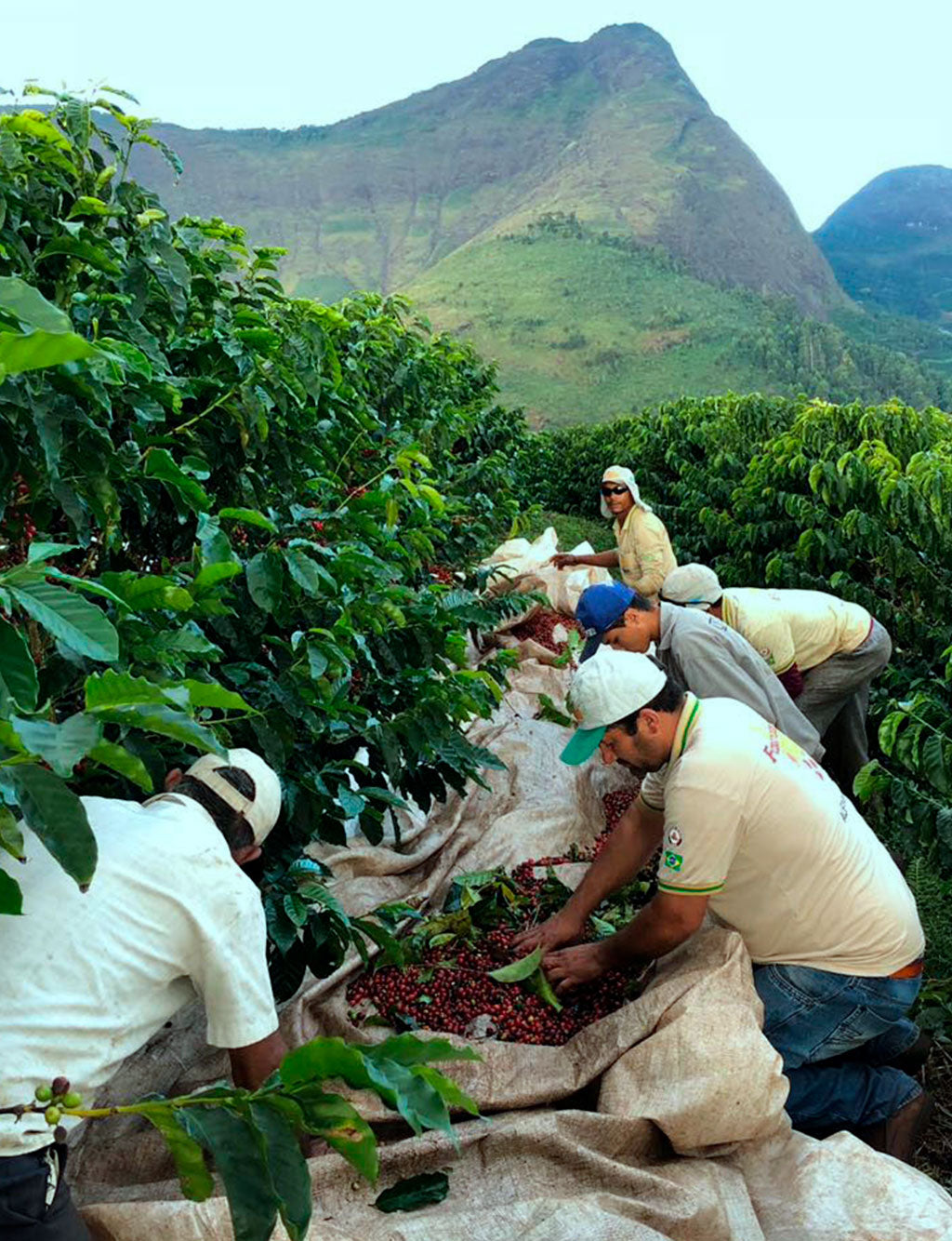 BRAZIL | Filtri | BIO | Fazenda Dutra | chicchi | 250 g