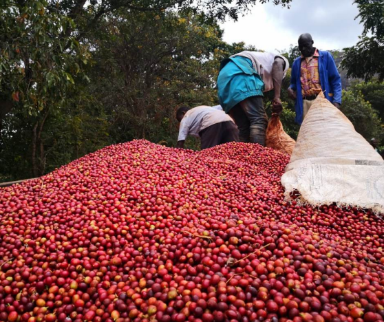 Malawi | Espresso | Finca Medina | beans | 250g