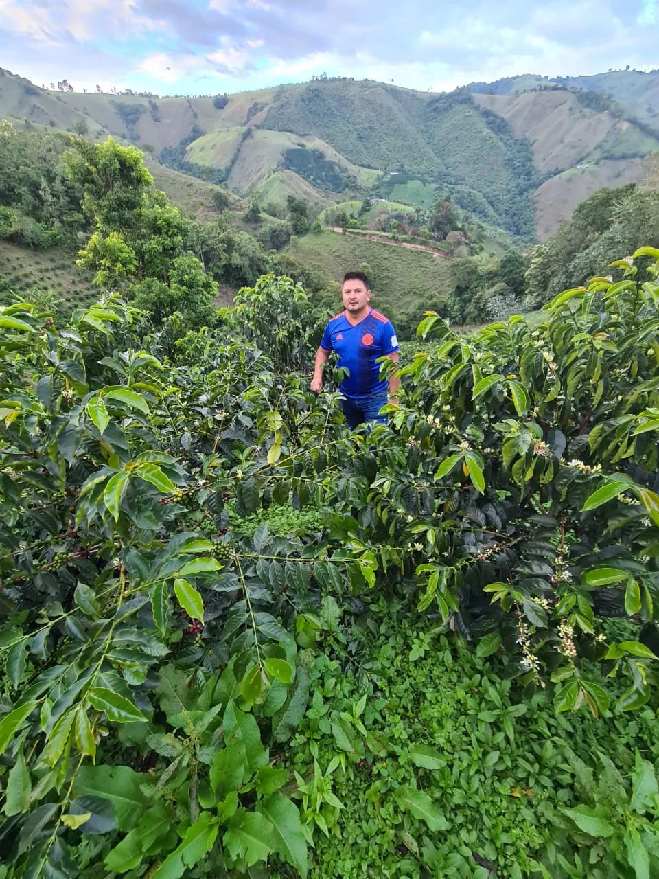 HONDURAS | Espresso | BIO | SHG EP | Bohnen | 250g